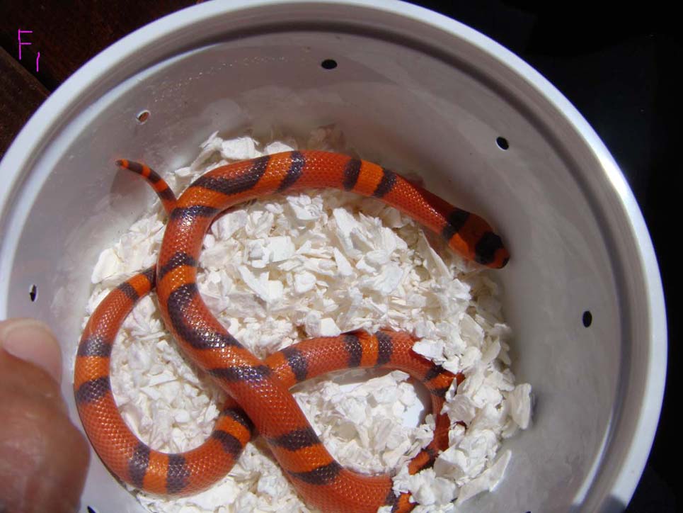 hypo f1