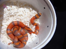 hypo f2