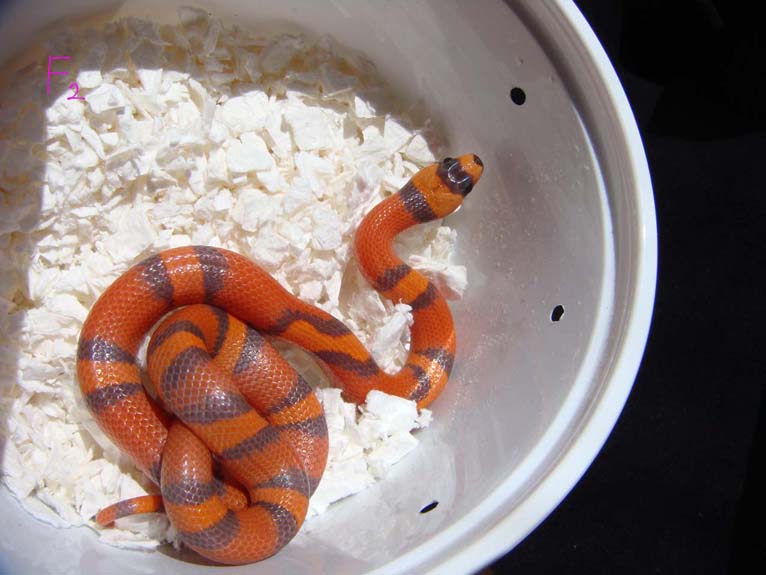 hypo f2
