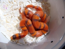 hypo f3