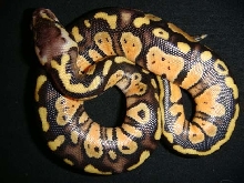 pastel