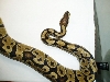 100% het albino male
