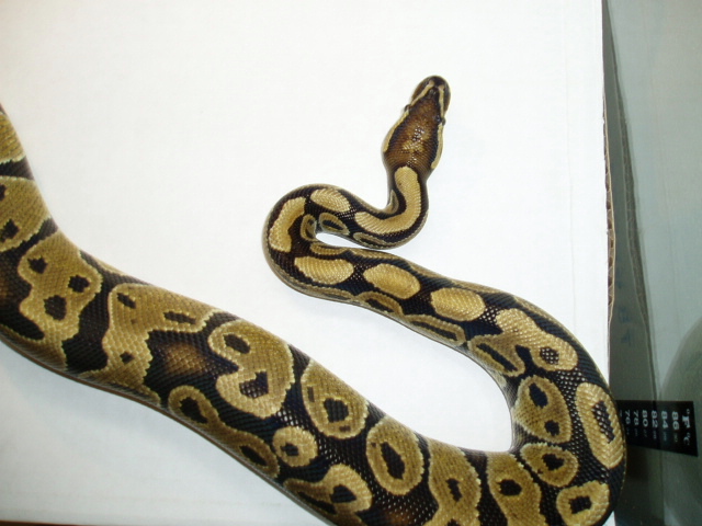 100% het albino male