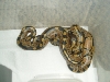 babies1