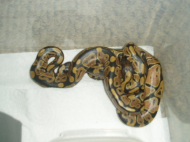 babies1