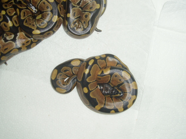 babies2
