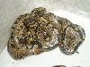 babies3