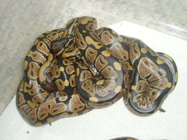 babies3