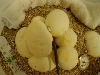 eggs3