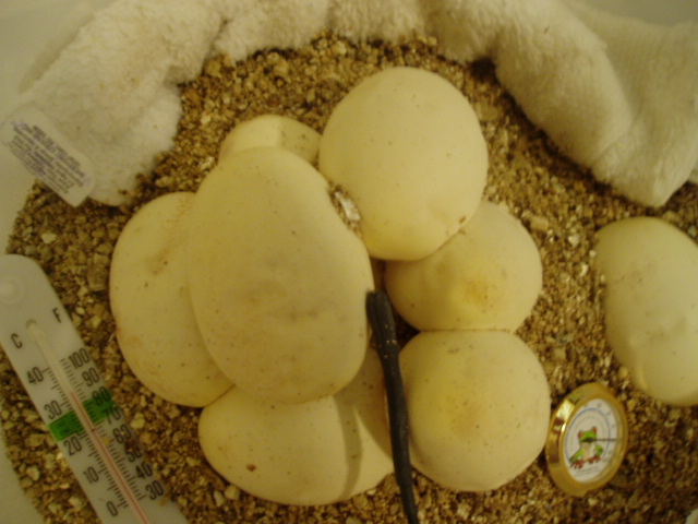 eggs3