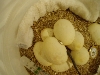 eggs4