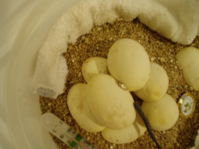 eggs4
