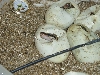 First clutch hatching
