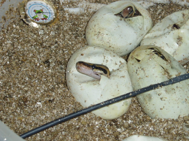 First clutch hatching