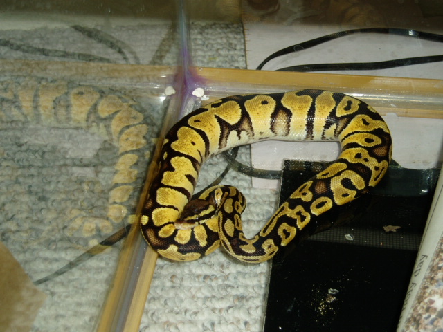 female pastel