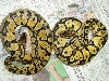 Are these regular ball pythons???