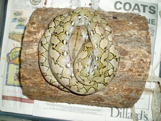 male jampea dwarf