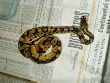 male pastel