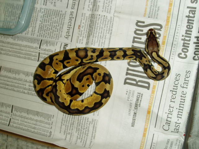 male pastel
