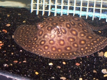 Motoro Stingray Tank