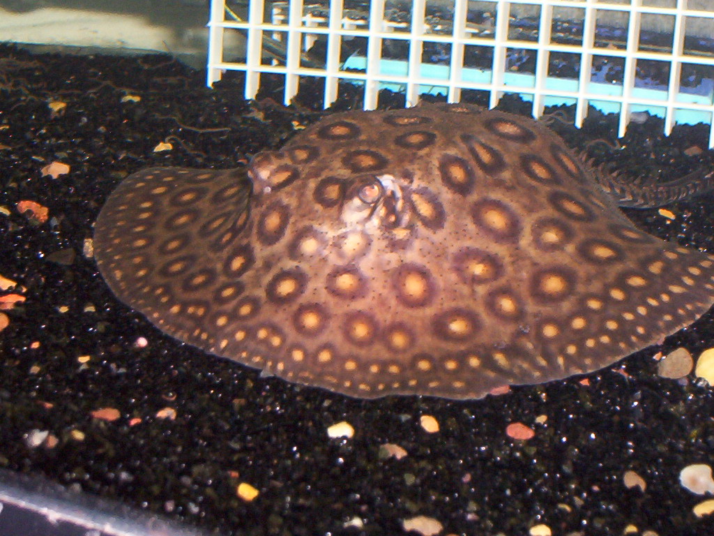 Motoro Stingray Tank