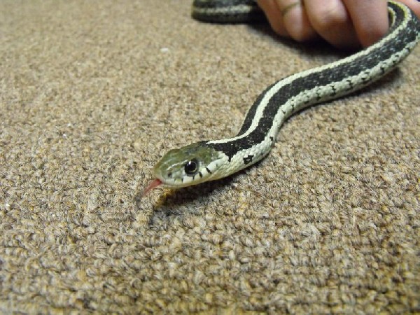 silver eastern