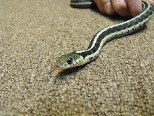 silver eastern