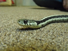 silver eastern