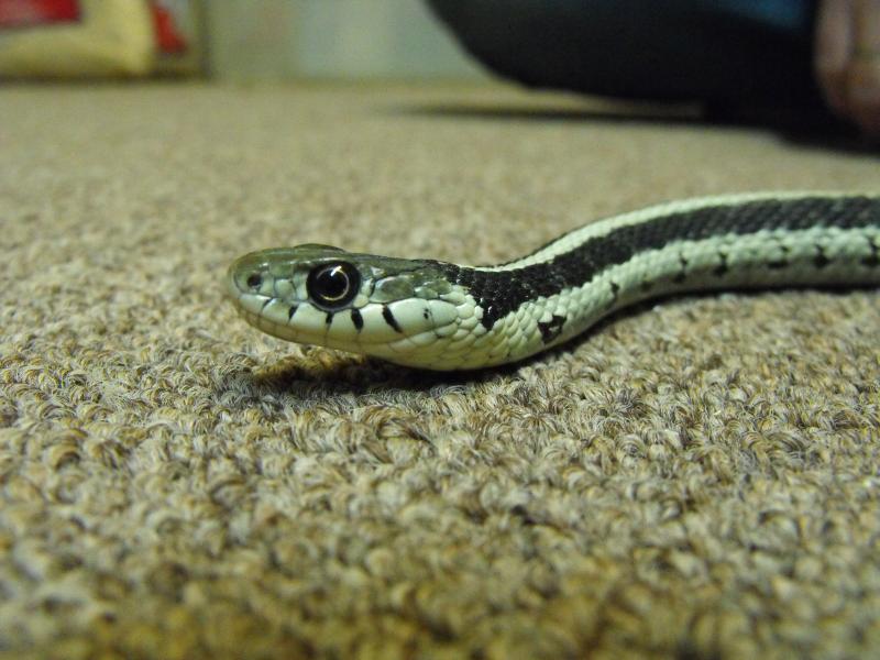 silver eastern