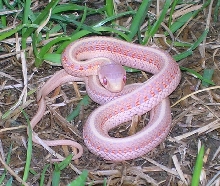 albino red sided garter