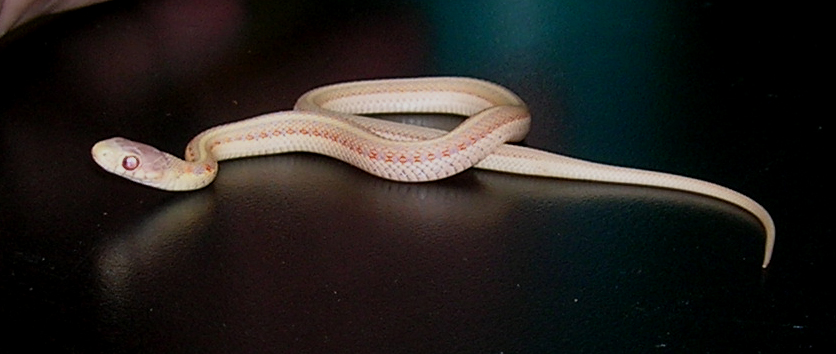 albino red sided garter