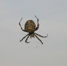 araneus
