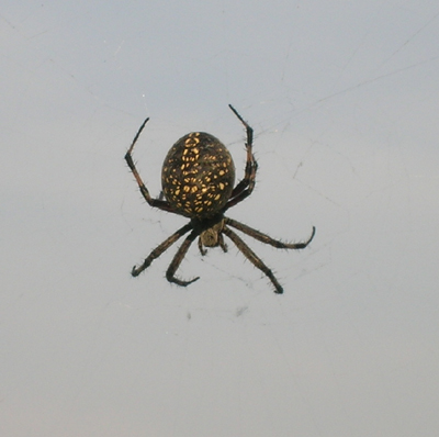 araneus