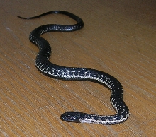 Chocolate wandering garter