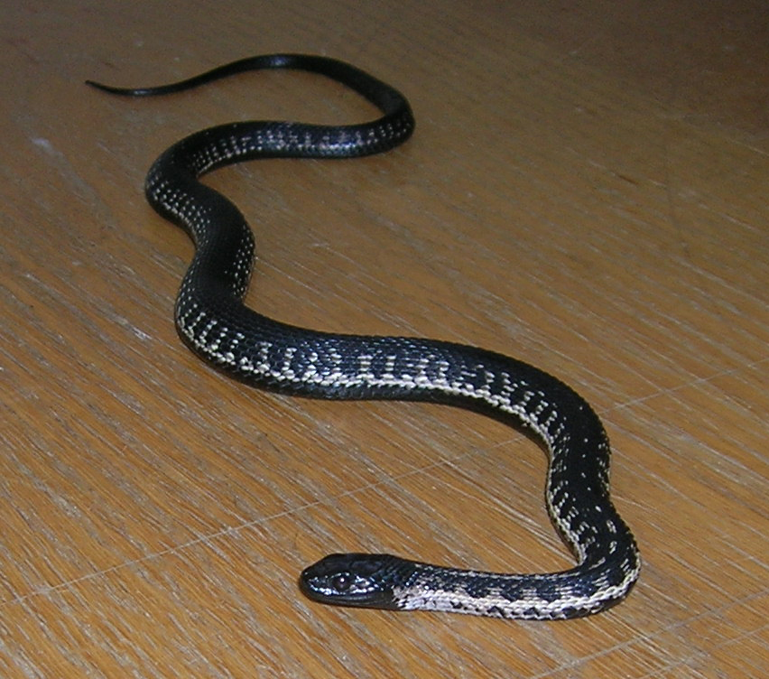 Chocolate wandering garter