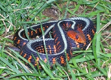 female Oregon red spotted garter