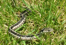Silver eastern