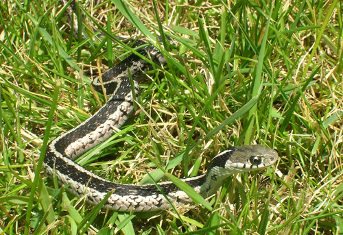Silver eastern