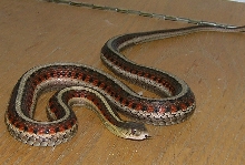 female red sided garter