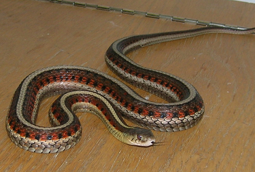 female red sided garter