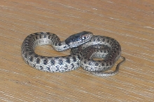 gray wandering garter snake baby