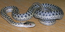 wandering garter