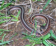 het albino red sider