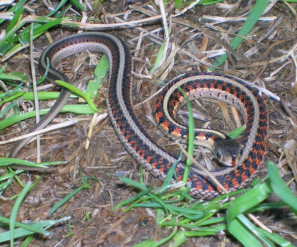 het albino red sider