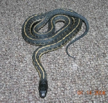 hypermelanistic male wandering garter