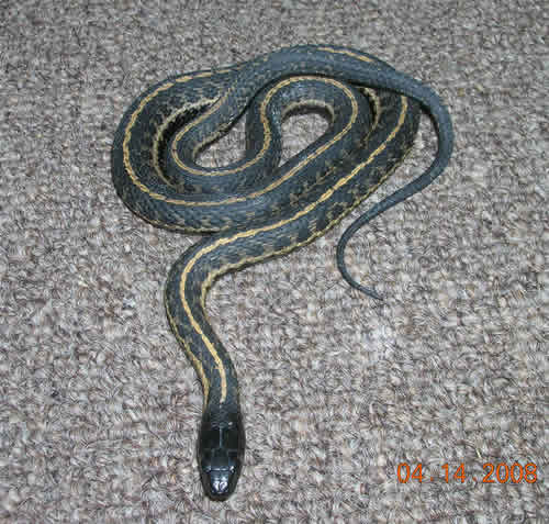 hypermelanistic male wandering garter