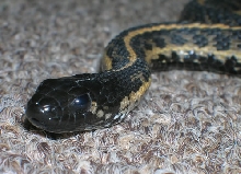 head shot of male