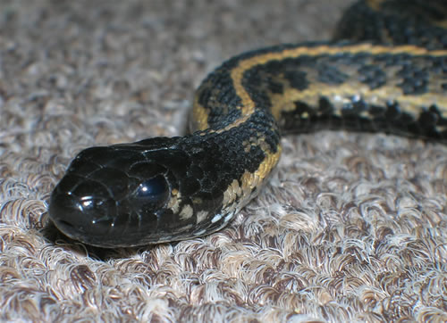 head shot of male