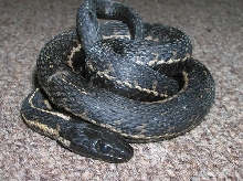 hypermelanistic male #2