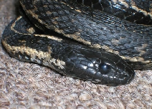 head shot
